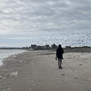 birds
